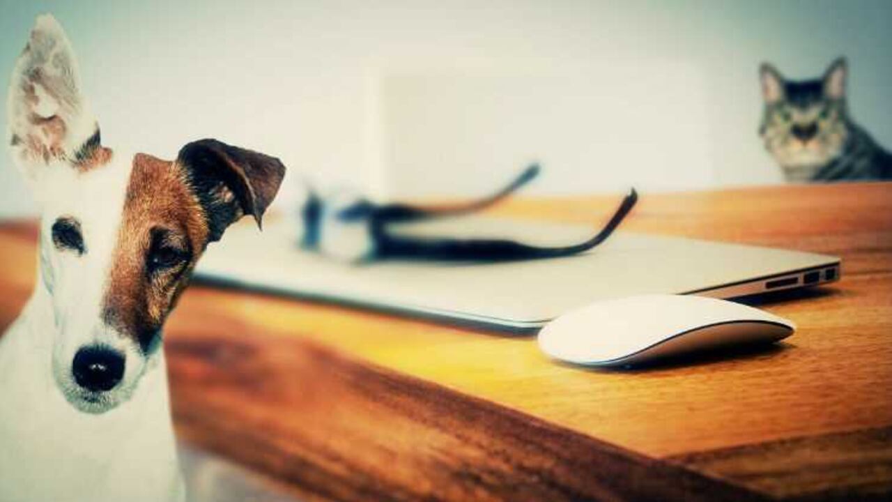 Un estudio publicado por la American Heart Association, determinó que las personas que sacan a pasear a su mascota tienen un 54% más de energía en el día.