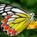 El estudio insta a las personas a cultiva plantas como lavanda, hierbabuena y buddleia para atraer y cuidar a polinizadores como abejas y mariposas. Foto: Pixabay.