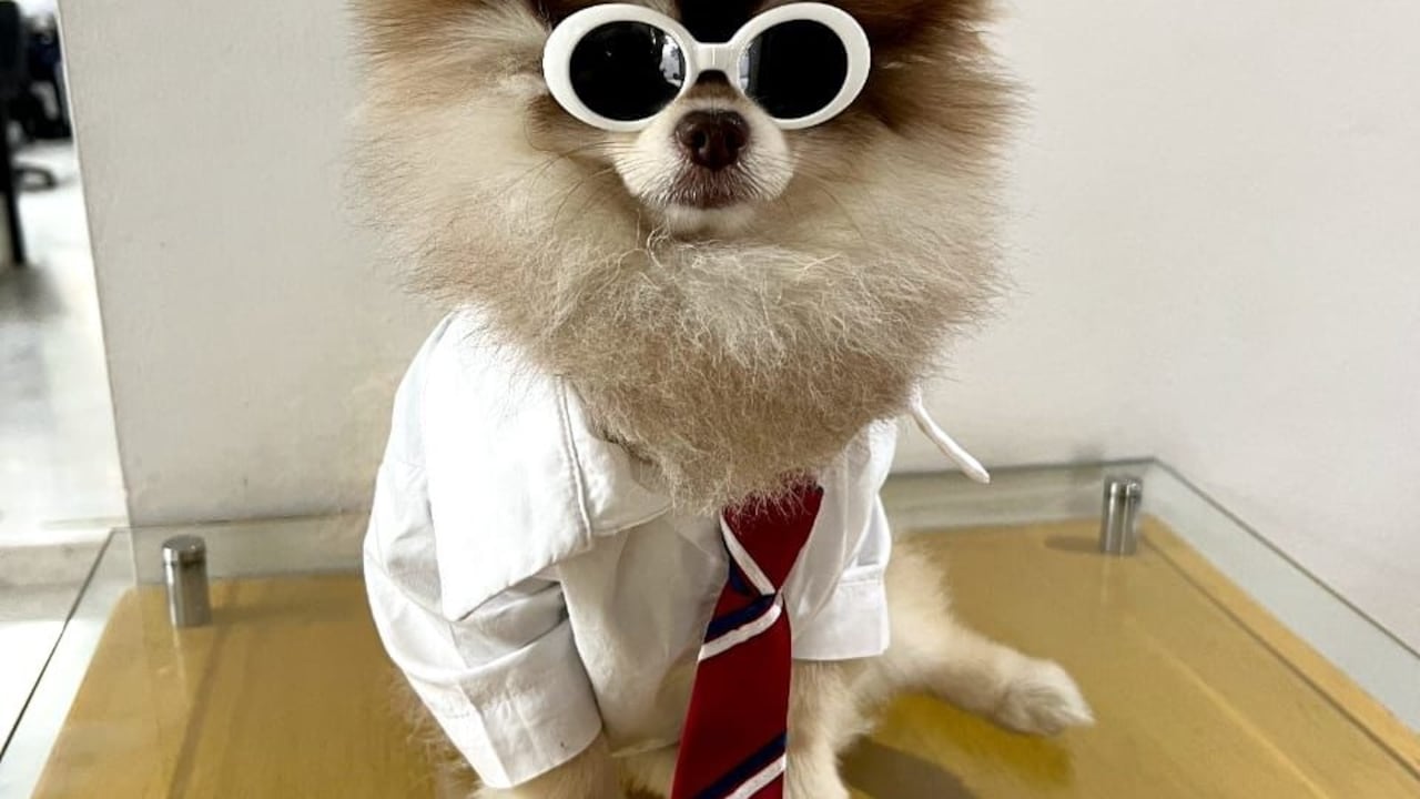 Bentley, el perro sensación de las redes