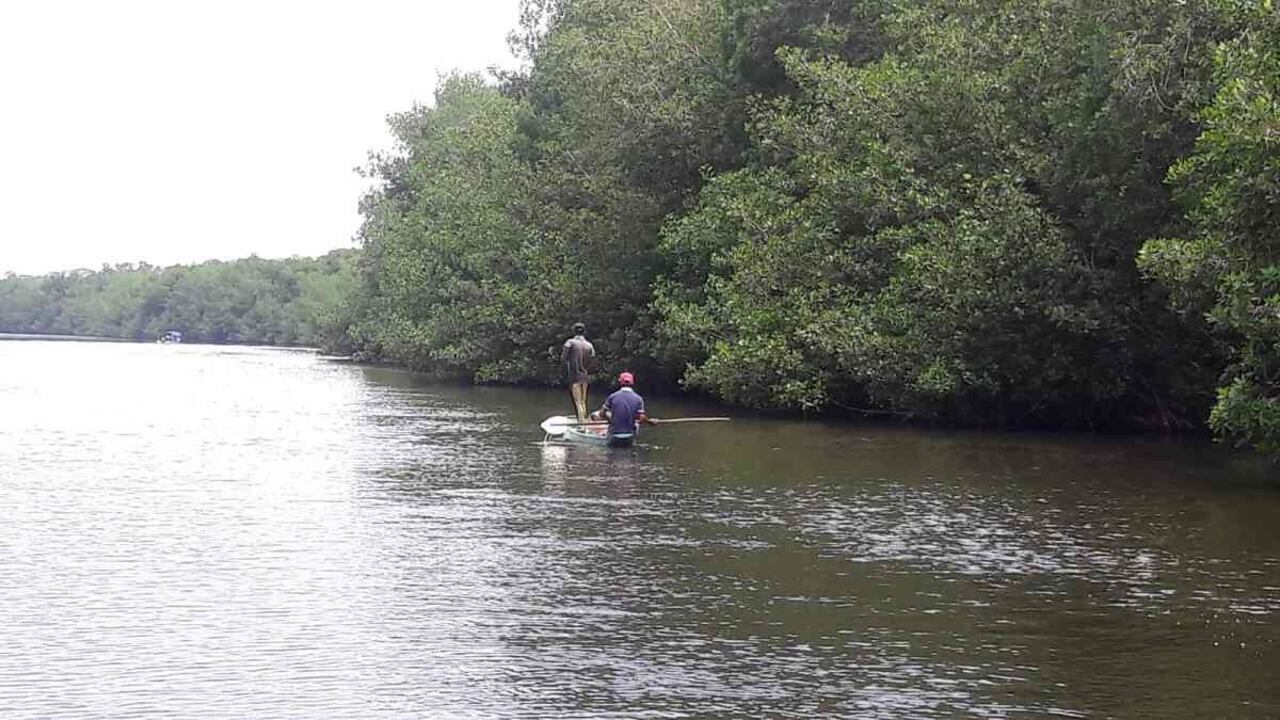 Manglar en Golfo de Morrosquillo