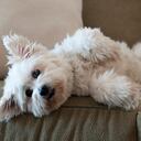 Los perros de pelo blanco suelen ensuciarse más rápido.