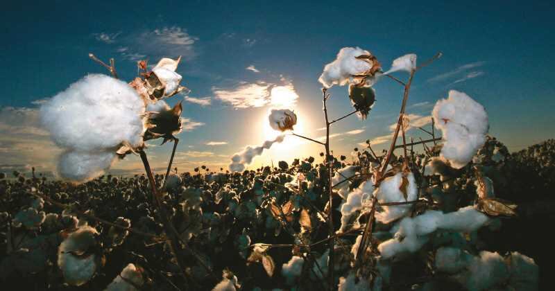 Agricultura, uno de los sectores que cada año contrata trabajadores temporales mediante visas laborales.