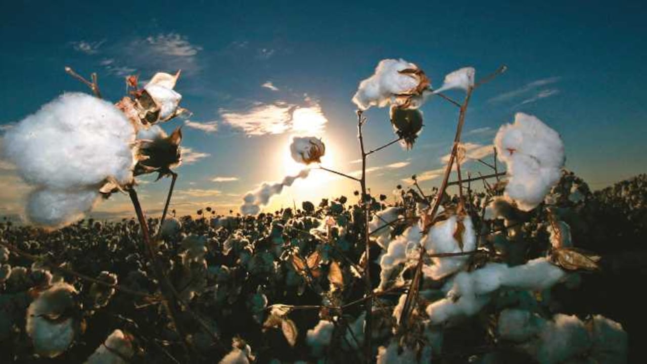 En los últimos 12 años, Colombia ahorró 212 millones de litros de agua con cultivos de algodón y transgénicos.