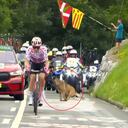 Un perro ingresó a la carretera durante la etapa 2 del Tour de Francia, lo que generó angustia.