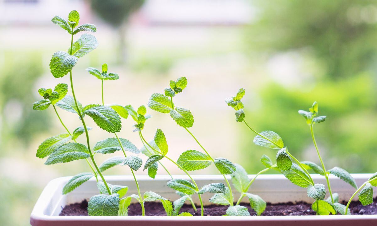 Planta de menta.