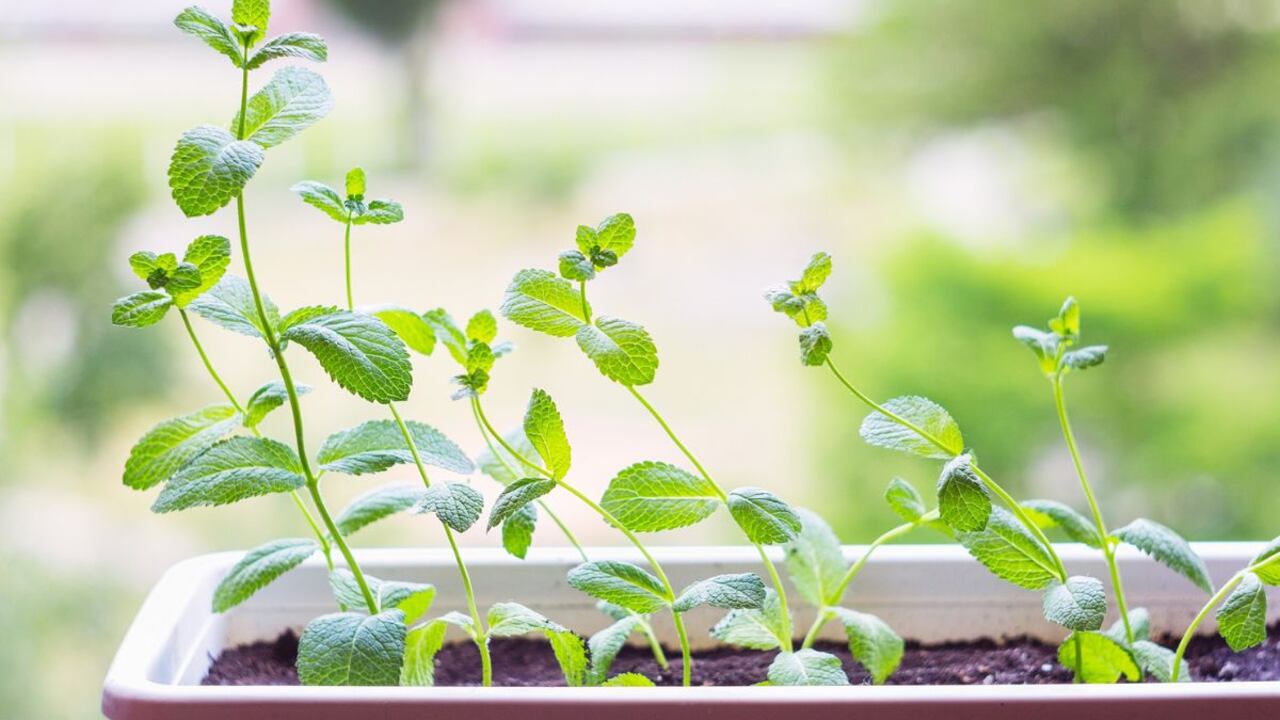 Planta de menta.