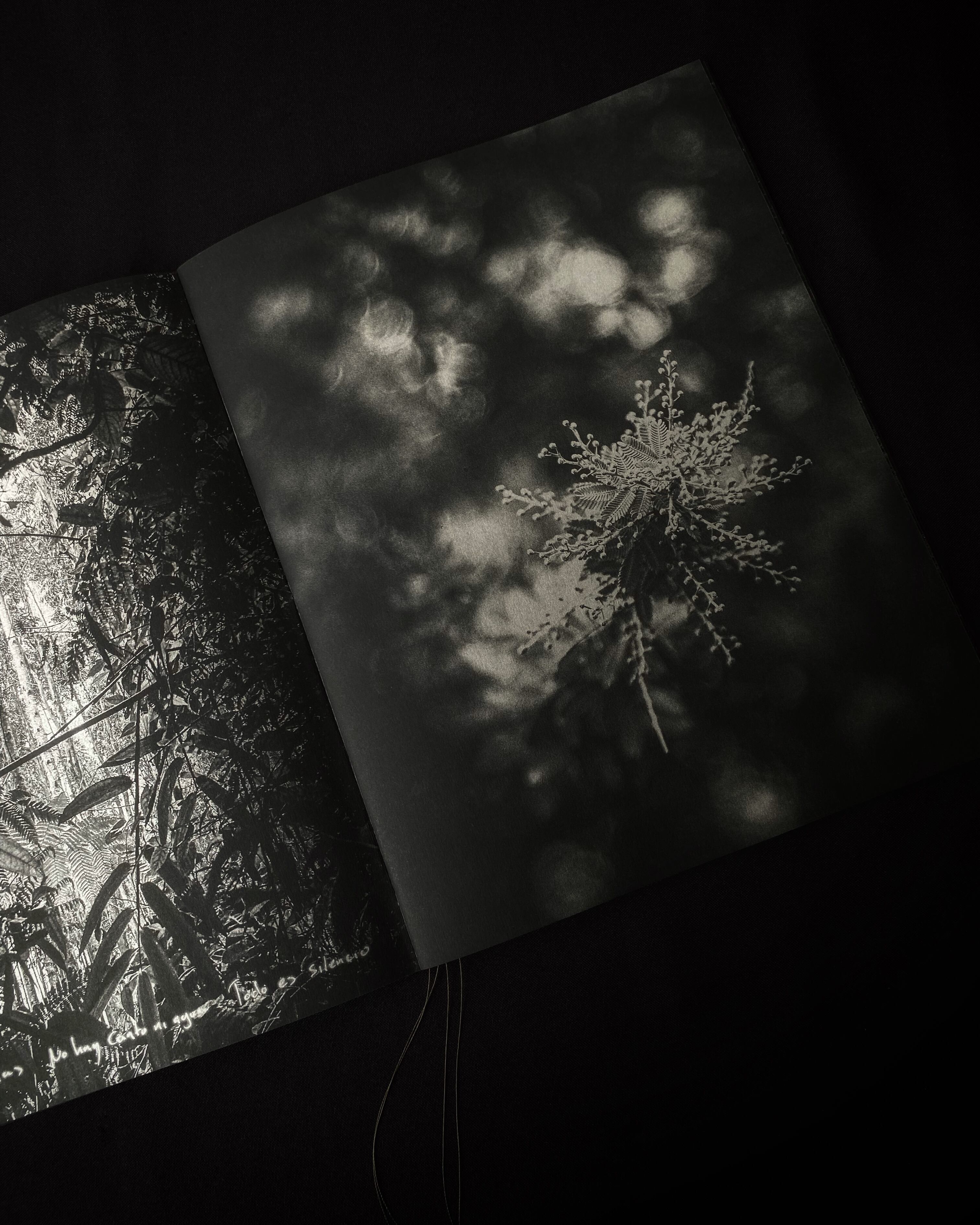 'Desierto Verde', de Víctor Galeano, autoeditado por Baudó AP e impreso en Matiz Taller Editorial.