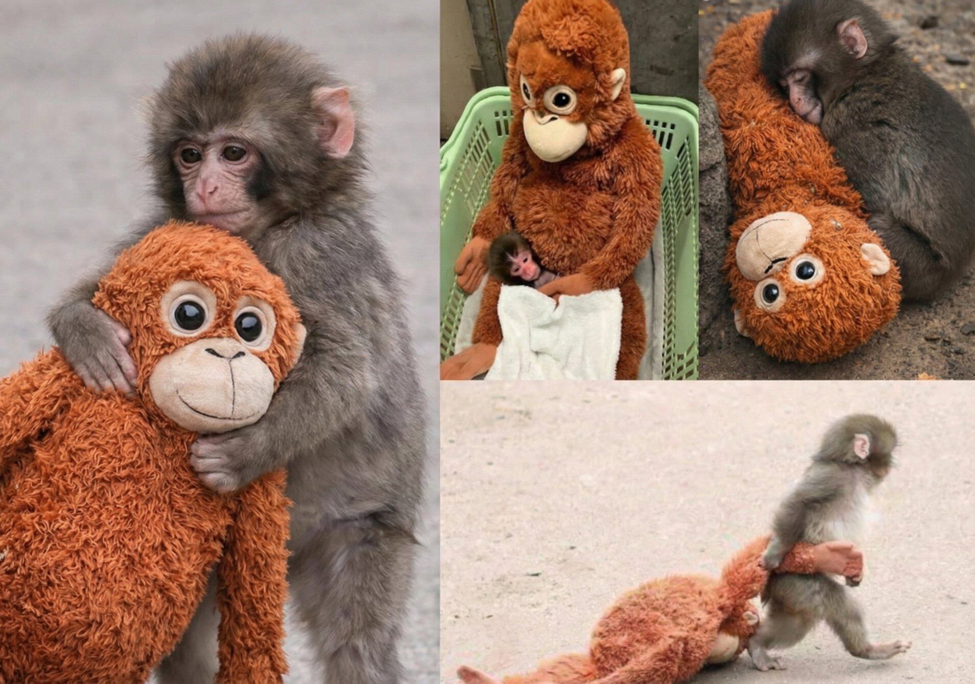 Puch el macaco que tiene un mono de felpa por madre - (@animetrends) API
