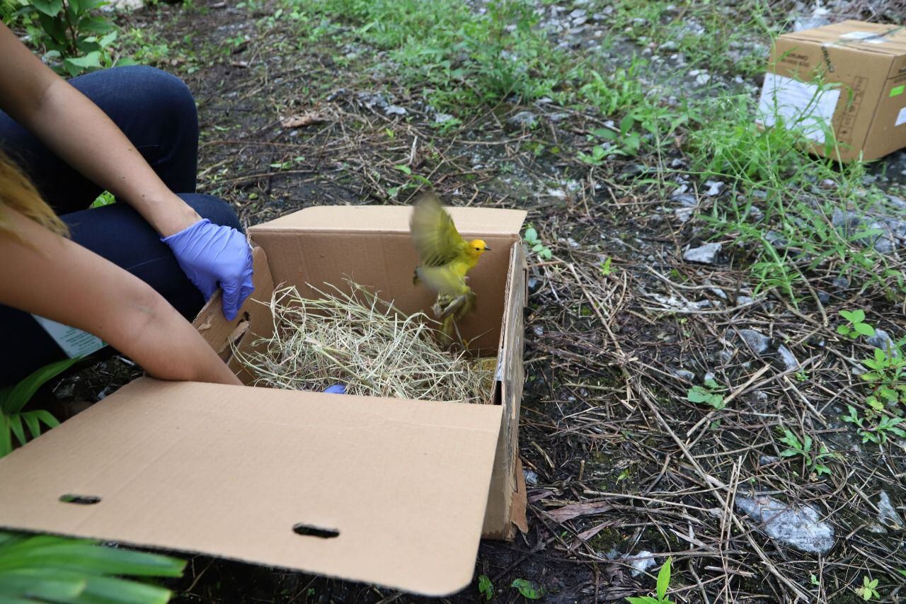 Más de 5.200 animales silvestres han sido liberados por la Secretaría Distrital de Ambiente este año.