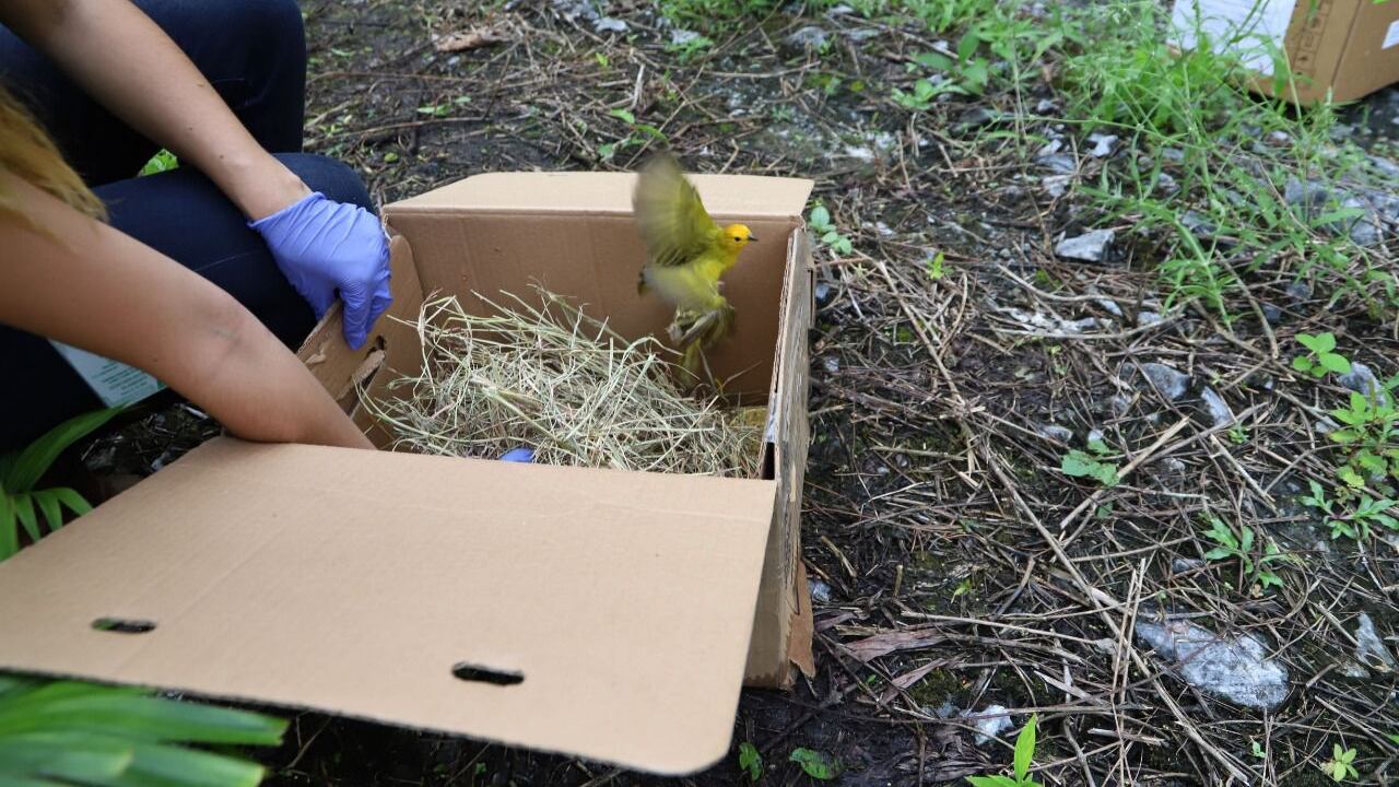 Más de 5.200 animales silvestres han sido liberados por la Secretaría Distrital de Ambiente este año.