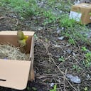 Más de 5.200 animales silvestres han sido liberados por la Secretaría Distrital de Ambiente este año.