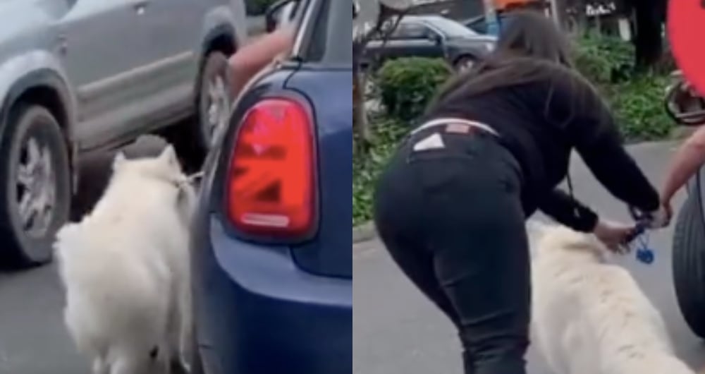 Maltrato animal en Bogotá