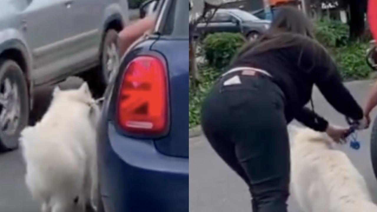 Momento en que una mujer intentó poner a salvo al perro.