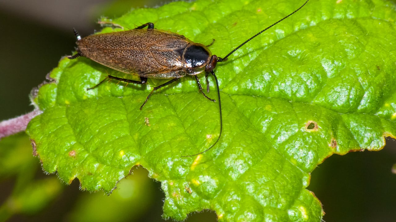 Cucarachas en platas