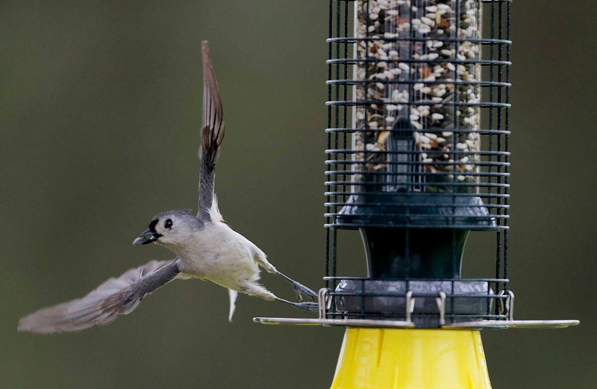 Un titmouse copetudo despega después de recoger una semilla de un comedero para pájaros, el domingo 3 de mayo de 2020, en Lutherville-Timonium, Maryland (AP Photo / Julio Cortez)