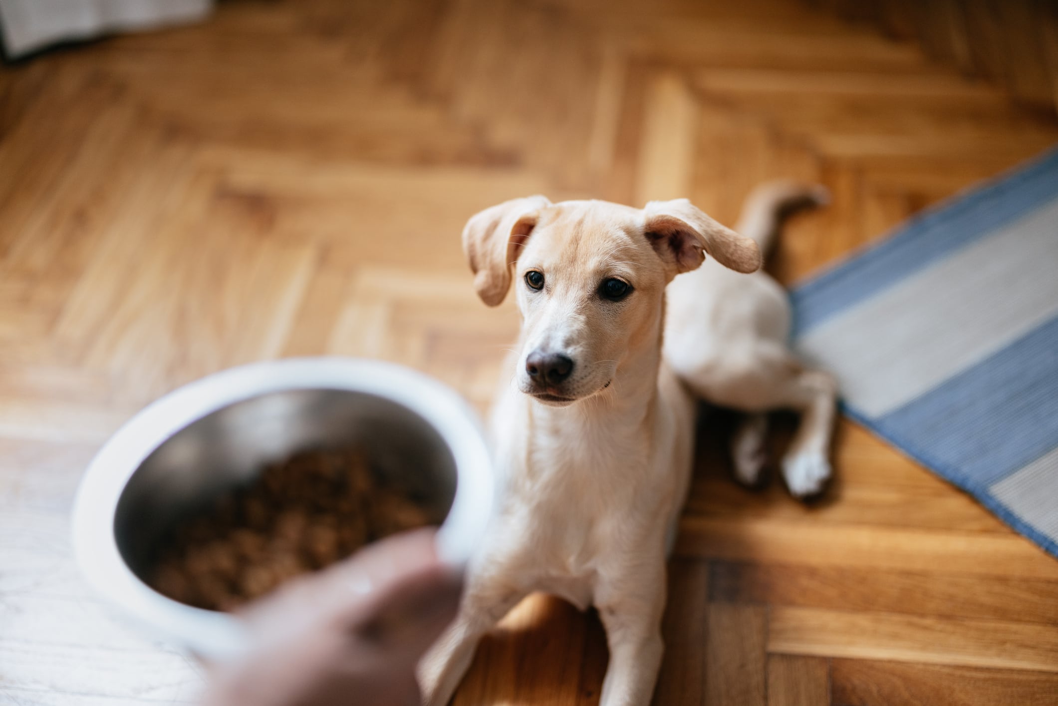 Perros y gatos