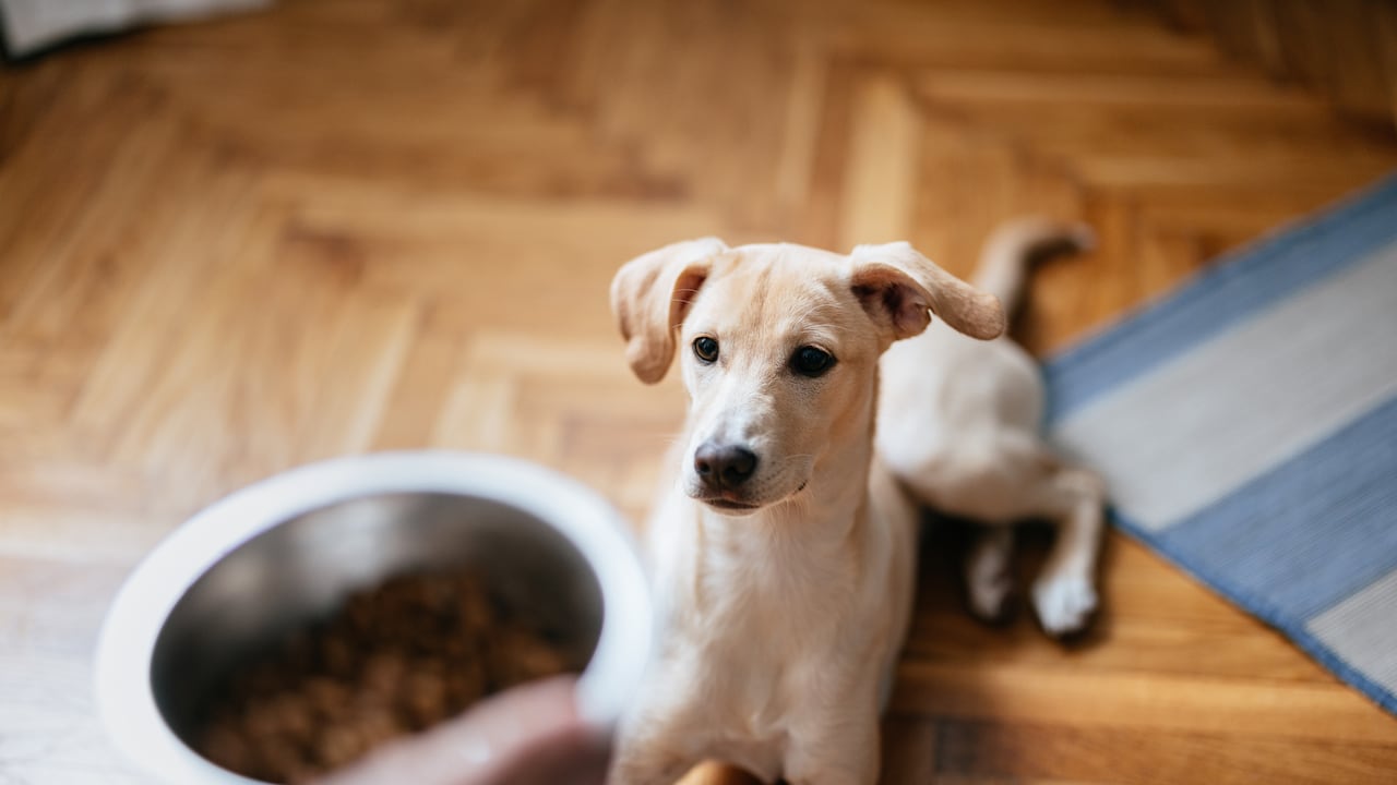 Los perros y gatos enfrentan cambios de comportamiento cuando enfrentan un proceso de luto.