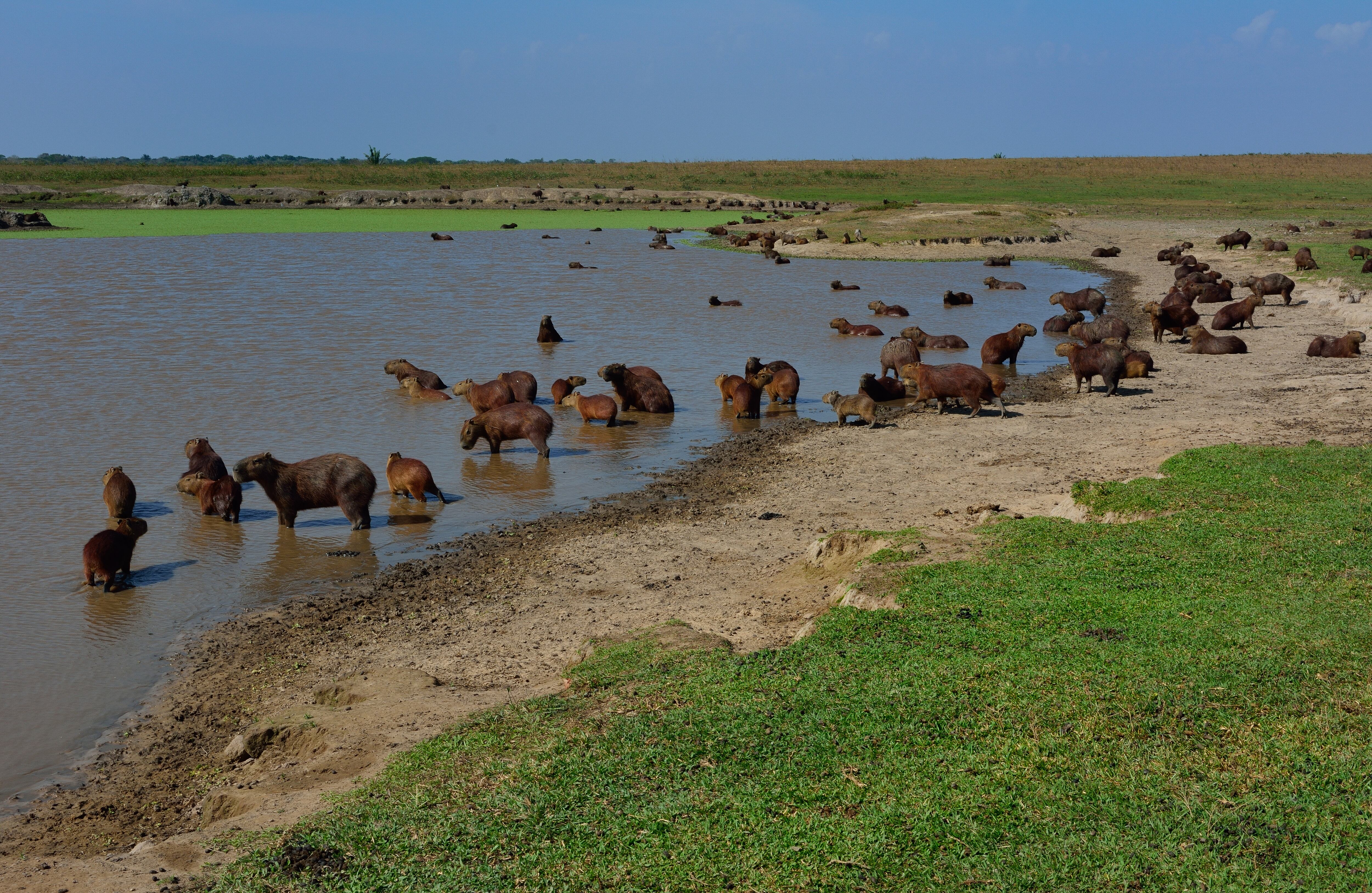 El chigüiro forma parte de los activos naturales de Colombia. Está incluido en la lista de animales para observar durante recorridos ecoturísticos por los Llanos Orientales.