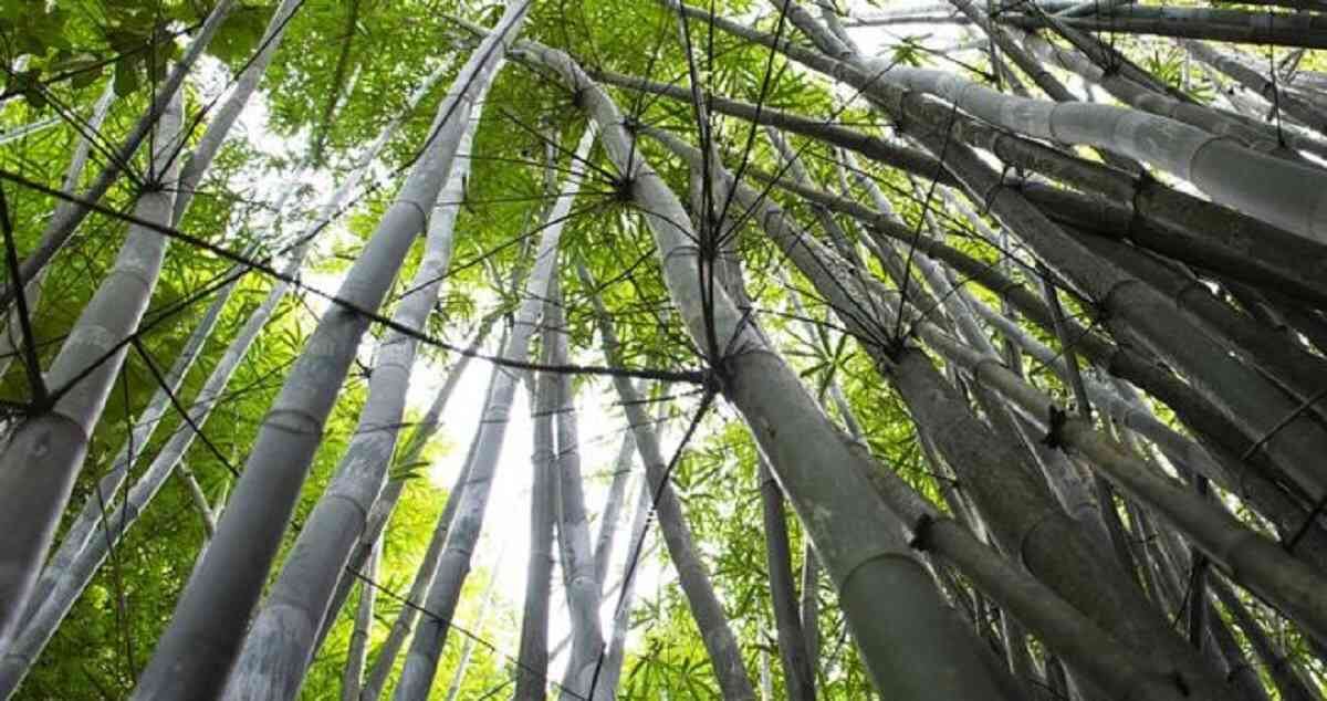 El bambú está vinculada con industrias como la construcción. Foto: Getty Images