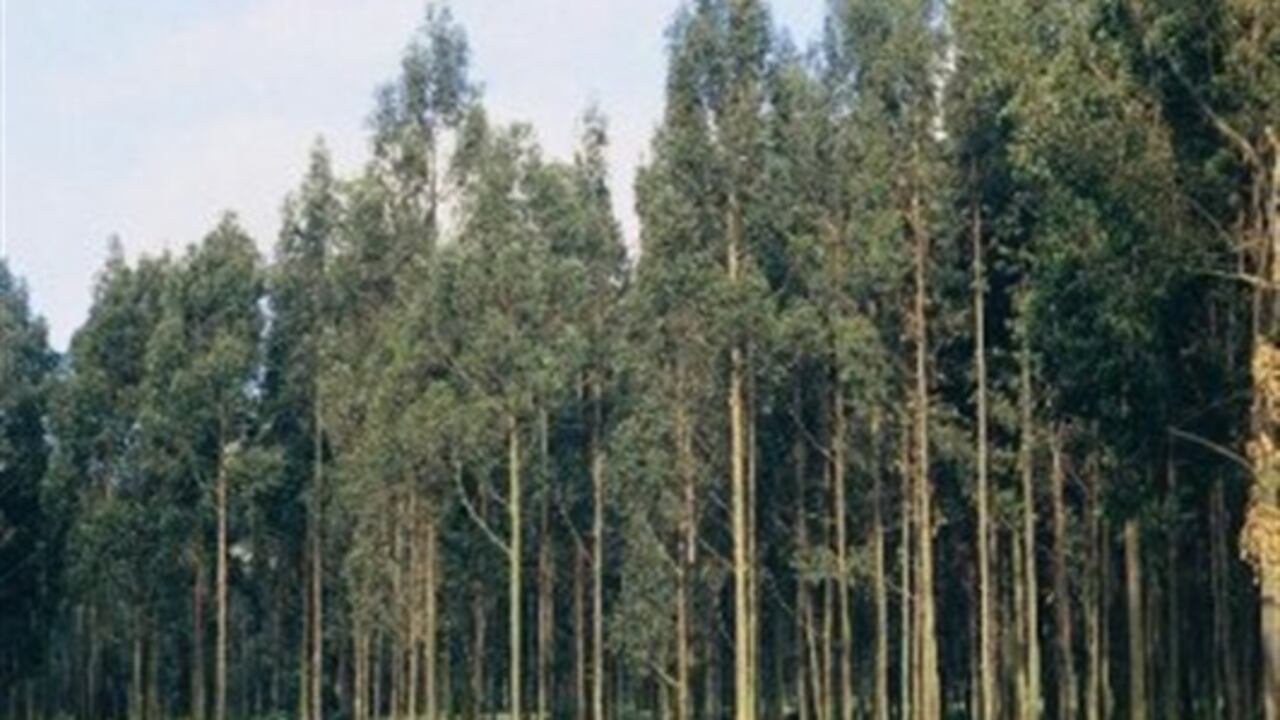América del Sur y África presentaron la mayor disminución neta de área sembrada de bosque del mundo -en 4 millones y 3,4 millones de hectáreas respectivamente.