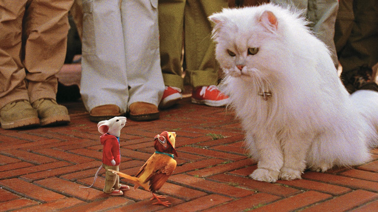 A través de series para televisión y recordadas producciones cinematográficas, los mininos vienen convenciendo al mundo de su ternura, inteligencia y elocuencia.