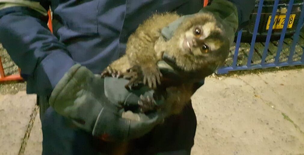 Bomberos rescataron a un mono que estaba en las cuerdas eléctricas de reconocido sector de Cali.