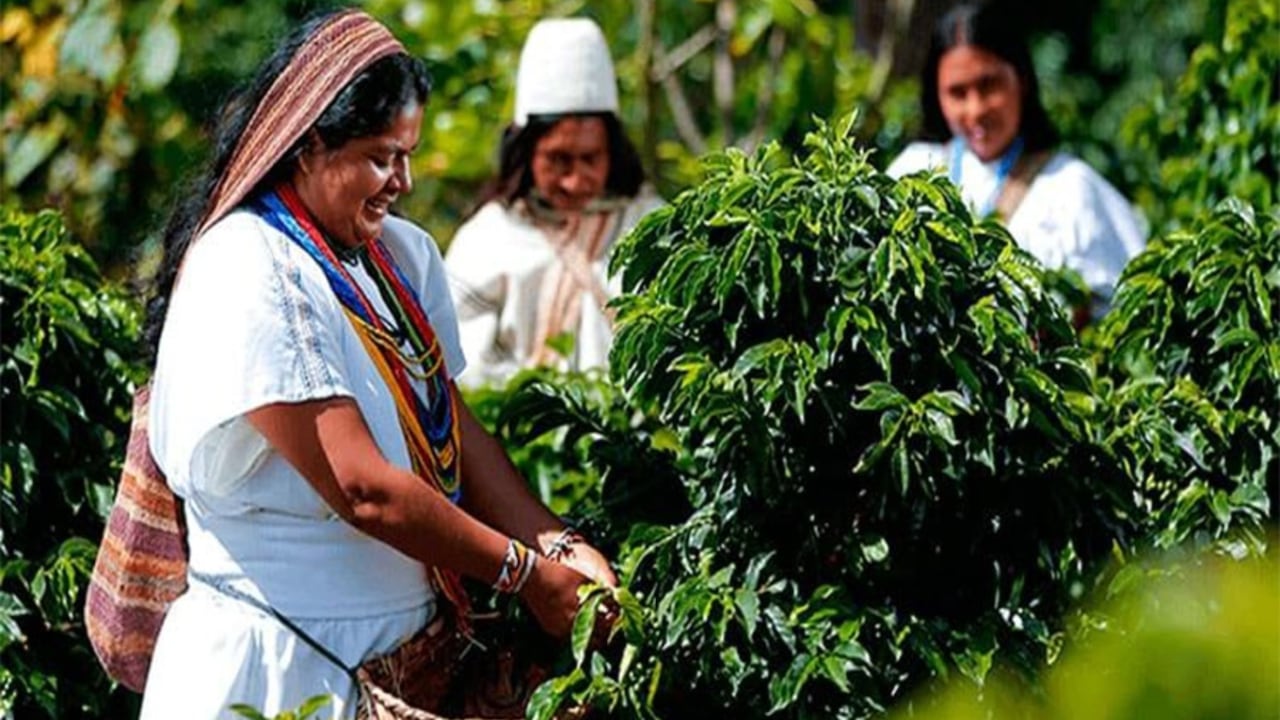El corredor turístico cafetero del departamento del Cesar tiene un total de 26 kilómetros, de los cuales 12 pertenecen al municipio de El Copey.