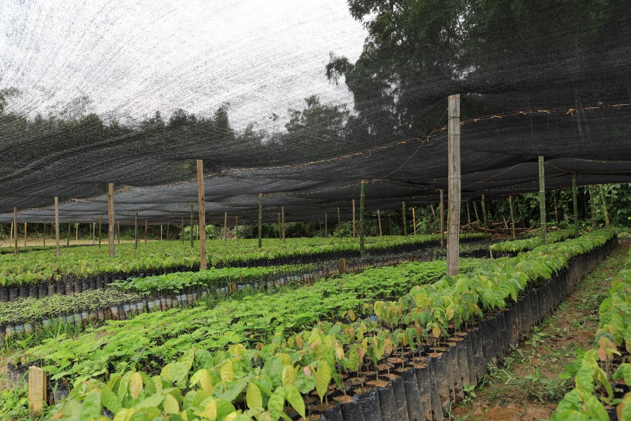 Vivero Guayacanes, en Antioquia.