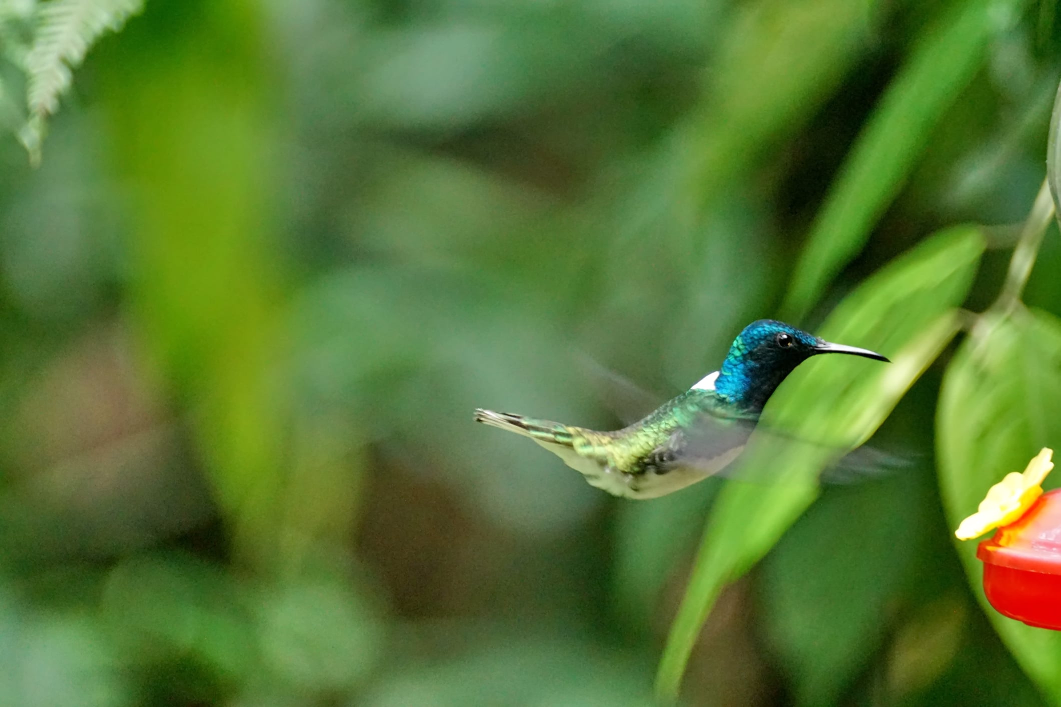 Avistamiento de aves