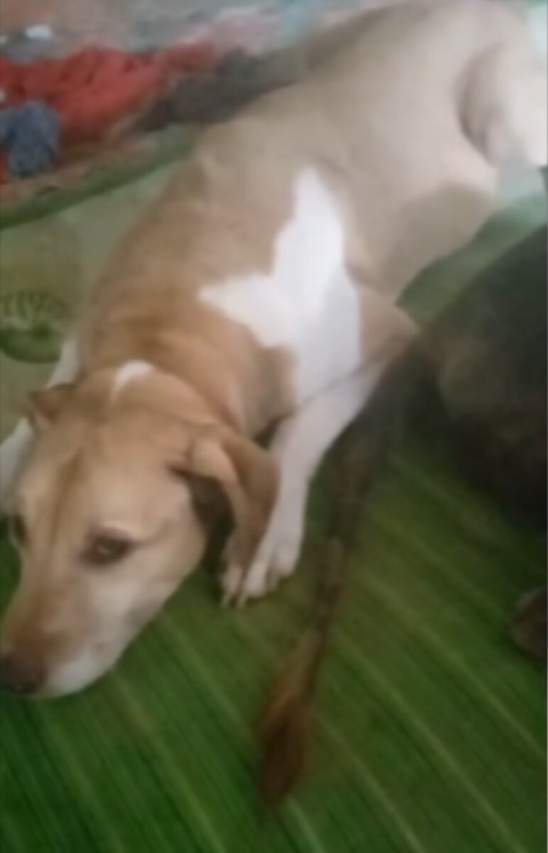 Los perros necesitan ayuda médica veterinaria urgente