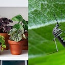 El principal riesgo está en sus larvas, especialmente cuando se trata de plantas jóvenes.