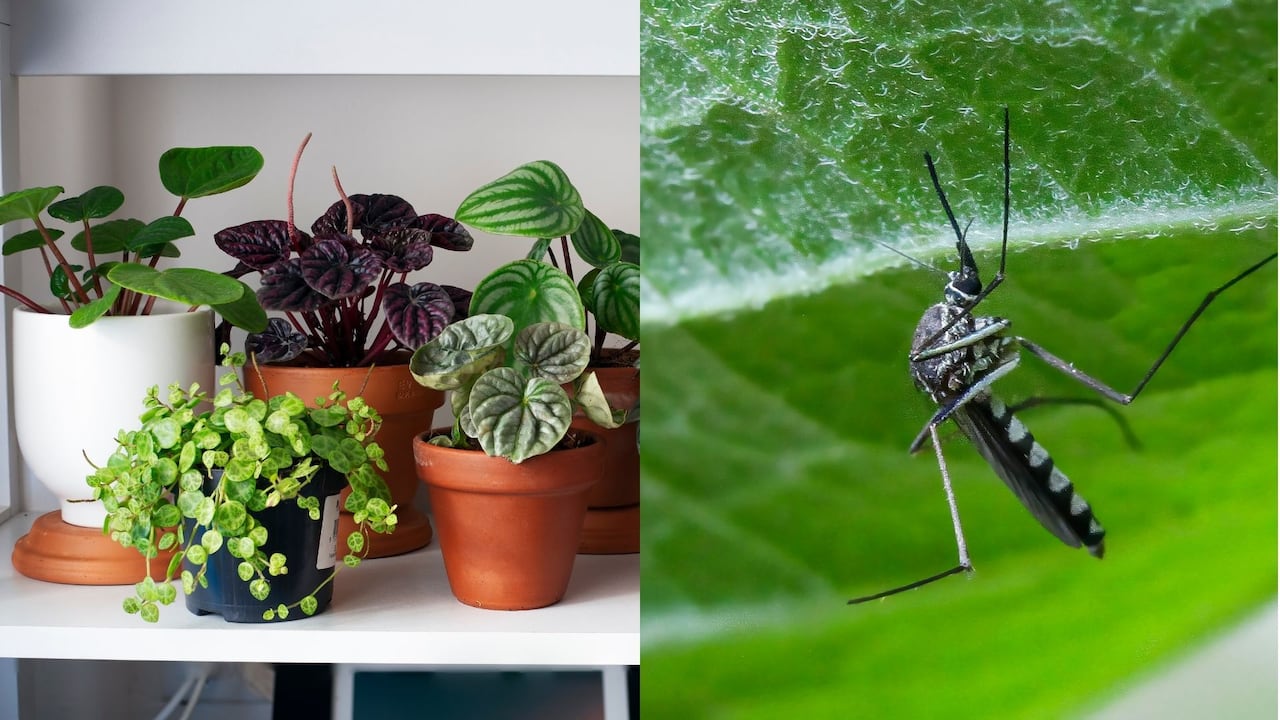 El principal riesgo está en sus larvas, especialmente cuando se trata de plantas jóvenes.