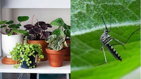El principal riesgo está en sus larvas, especialmente cuando se trata de plantas jóvenes.