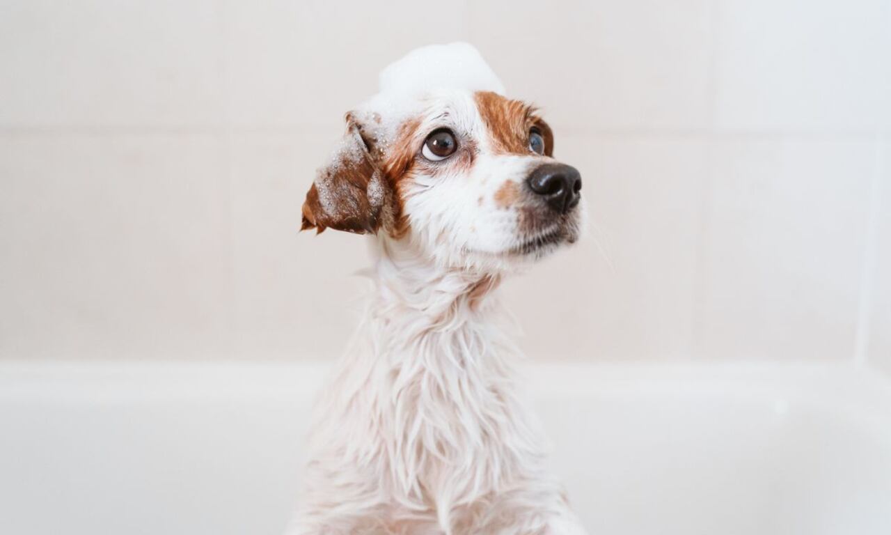 Reacción de los perros al bañarlos.