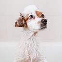 Reacción de los perros al bañarlos.