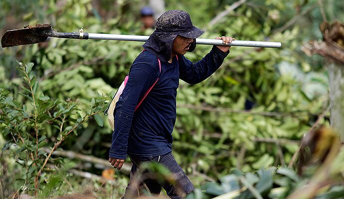 Erradicación manual de cultivos ilícitos.