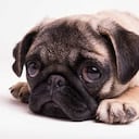 conoce las señales que indican que tu perro está deprimido