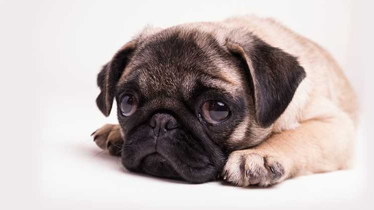 conoce las señales que indican que tu perro está deprimido