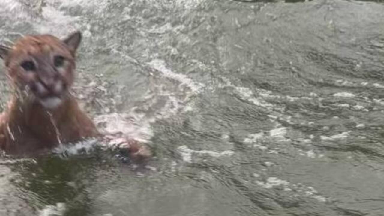 Tras salir del agua el animal subió a una de las montañas.