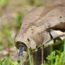 Las boas son importantes dentro de los ecosistemas por su función como depredadoras, ayudando a mantener el equilibrio Foto: Corporación Autónoma Regional del Quindío (CRQ) - Colombia hoy.