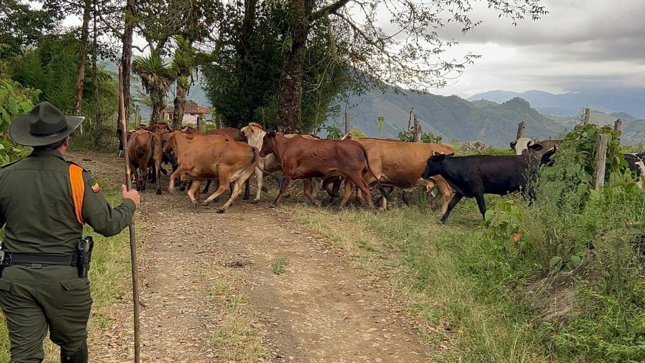Casos de abigeato en Caldas y Antioquia
