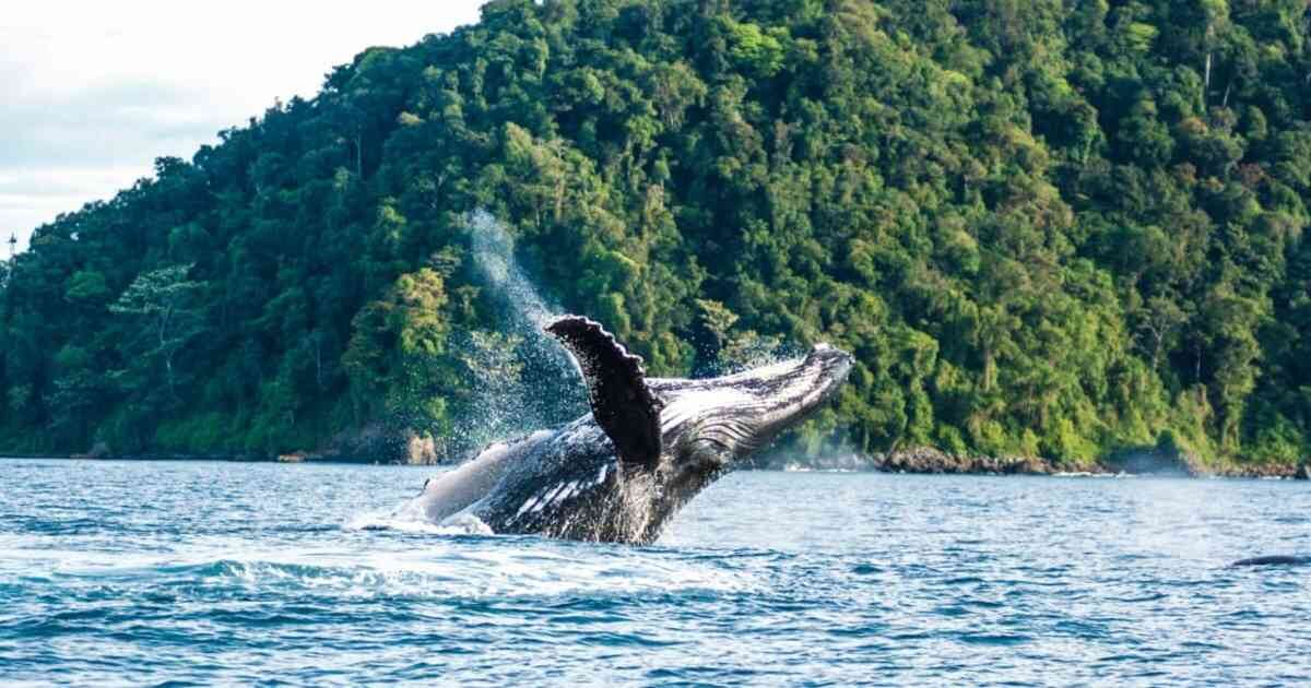 Las ballenas jorobadas pueden ser observadas durante cinco meses en el Pacífico colombiano. Foto: Parques Nacionales Naturales.