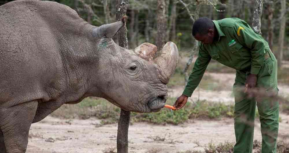 El último rinoceronte blanco del norte macho en Ol Pejeta Conservancy en el Parque Nacional Laikipia, Kenia.