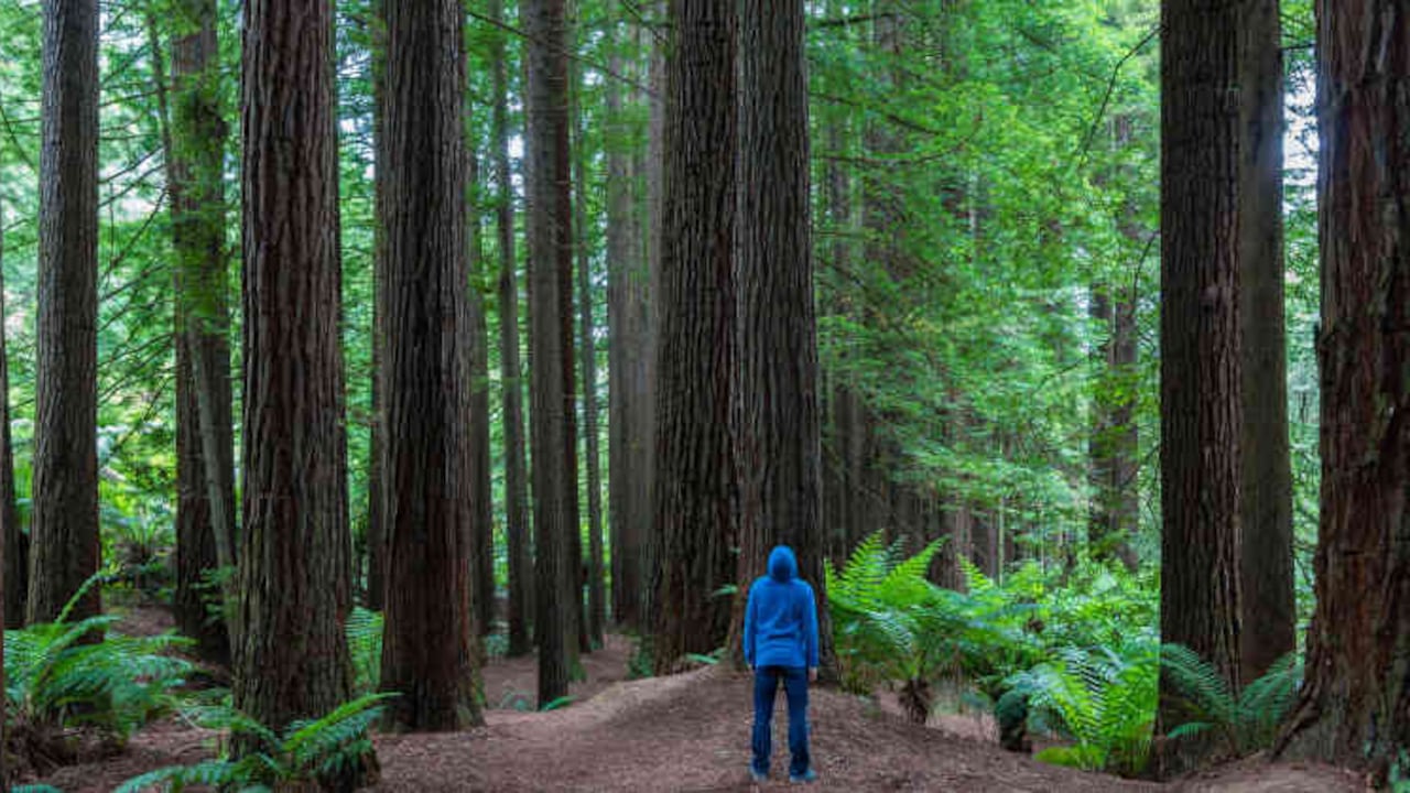 Los paseos por la naturaleza desacelerarían el proceso de envejecimiento. También mejoran la digestión, pues en la medida en que el cuerpo se relaja el sistema nervioso entérico, que controla el aparato digestivo, hace mejor su trabajo.