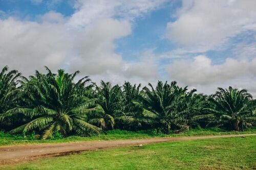 Para el mediano y el largo plazo, el objetivo de la federación es que la producción nacional ascienda hasta las cinco toneladas.