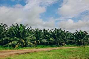 Para el mediano y el largo plazo, el objetivo de la federación es que la producción nacional ascienda hasta las cinco toneladas.
