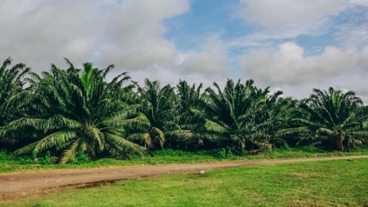 Para el mediano y el largo plazo, el objetivo de la federación es que la producción nacional ascienda hasta las cinco toneladas.