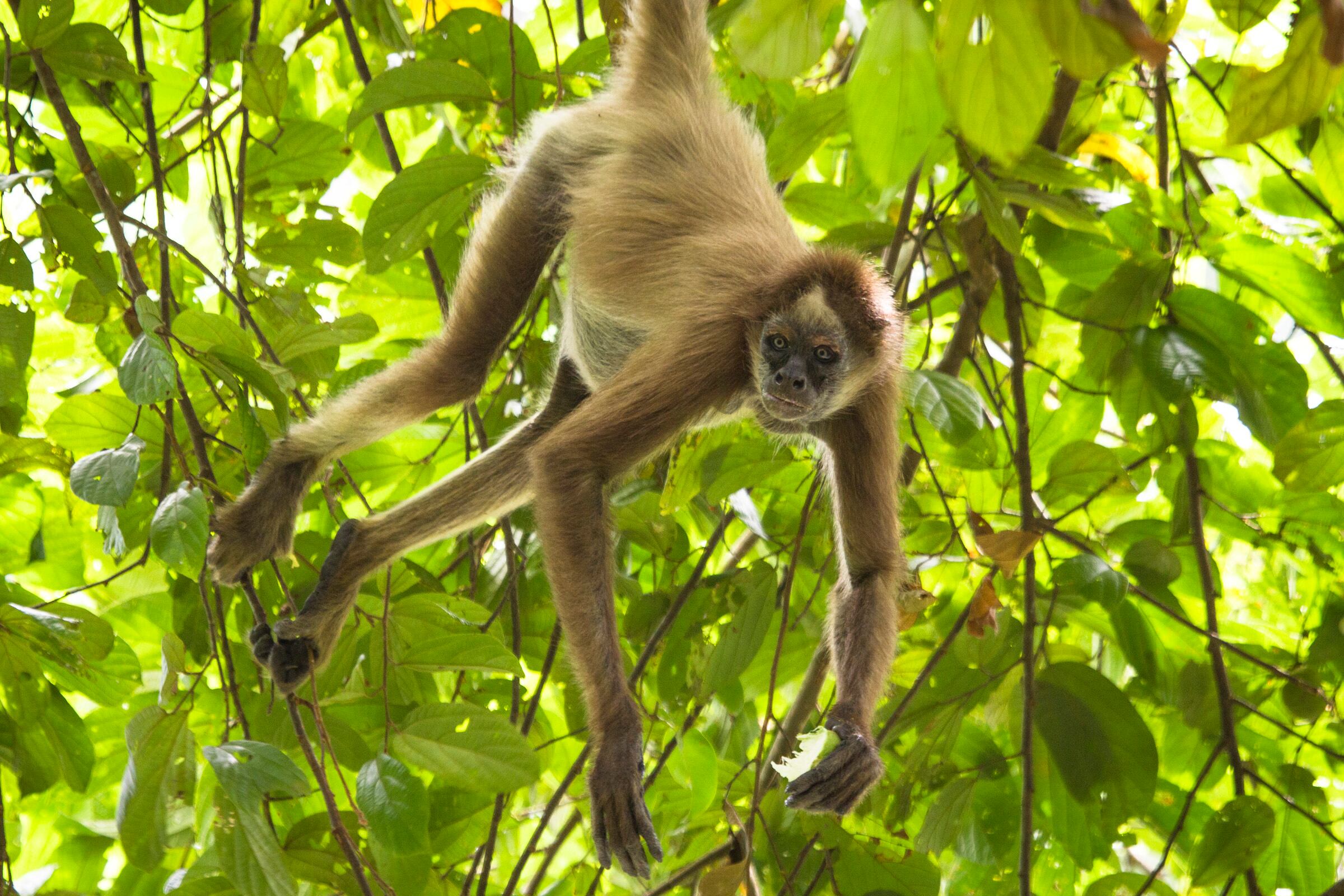 Salvando Primates documental