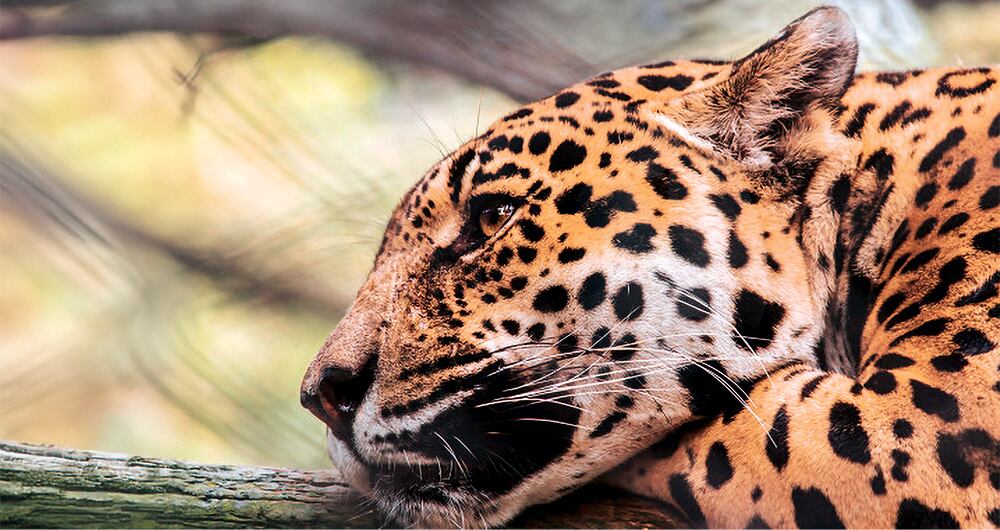 “Las disidencias de las Farc tienen el control de estas actividades porque son muy lucrativas y ellos lo que quieren es poder tener buenas ganancias", le contó una fuente a SEMANA. 