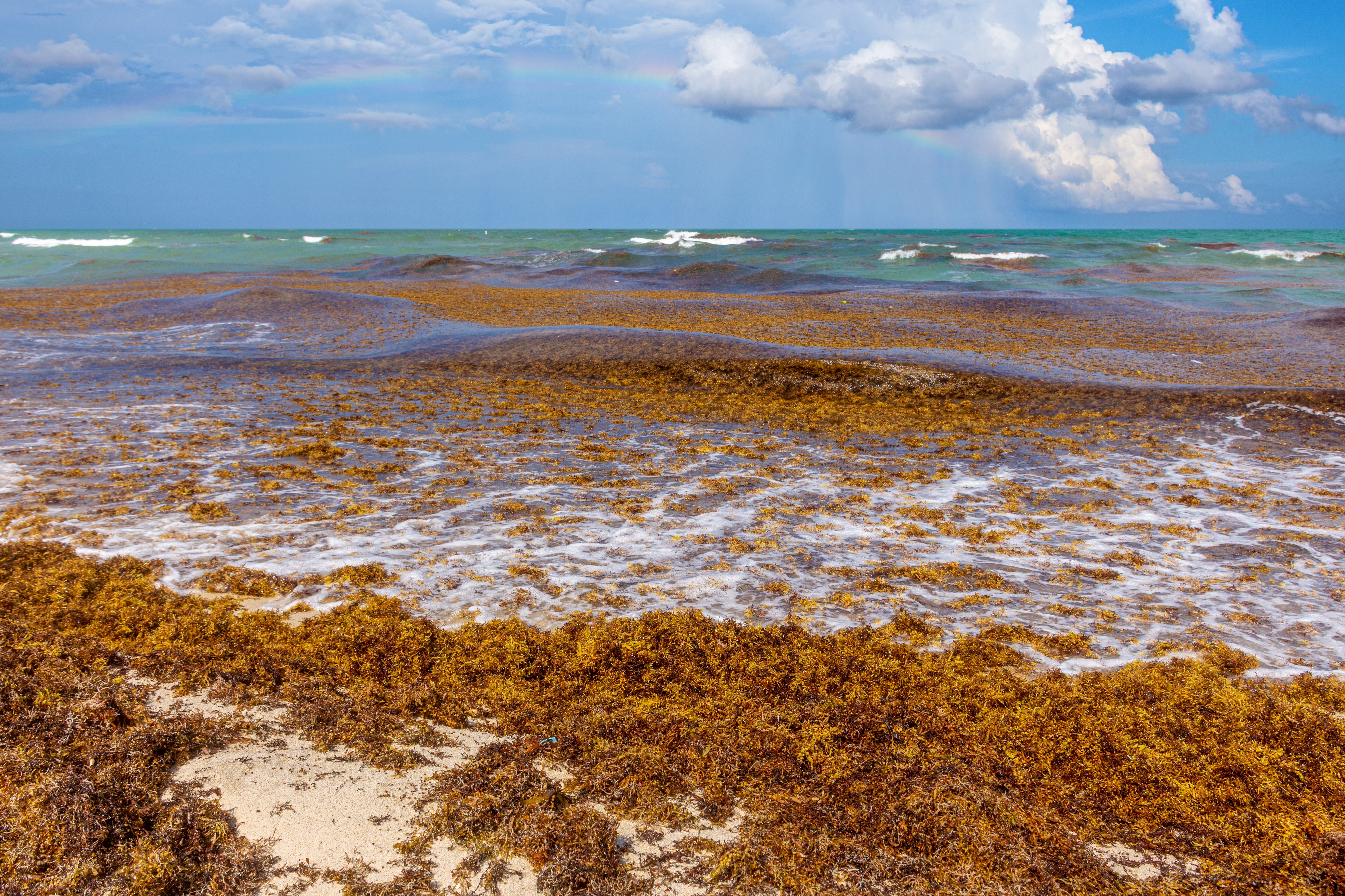 El sargazo ha salido del Mar de los Sargazos y se ha propagado por el Atlántico.